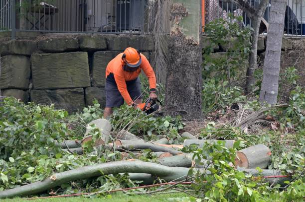 Professional Tree Service in South Run, VA